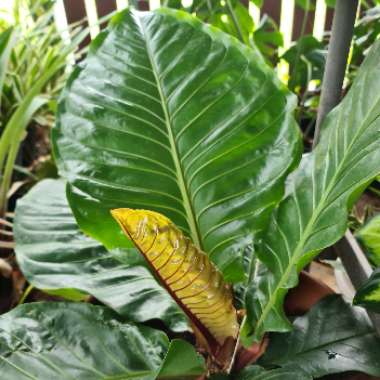 Anthurium Hookeri 'Pink Ruffles'