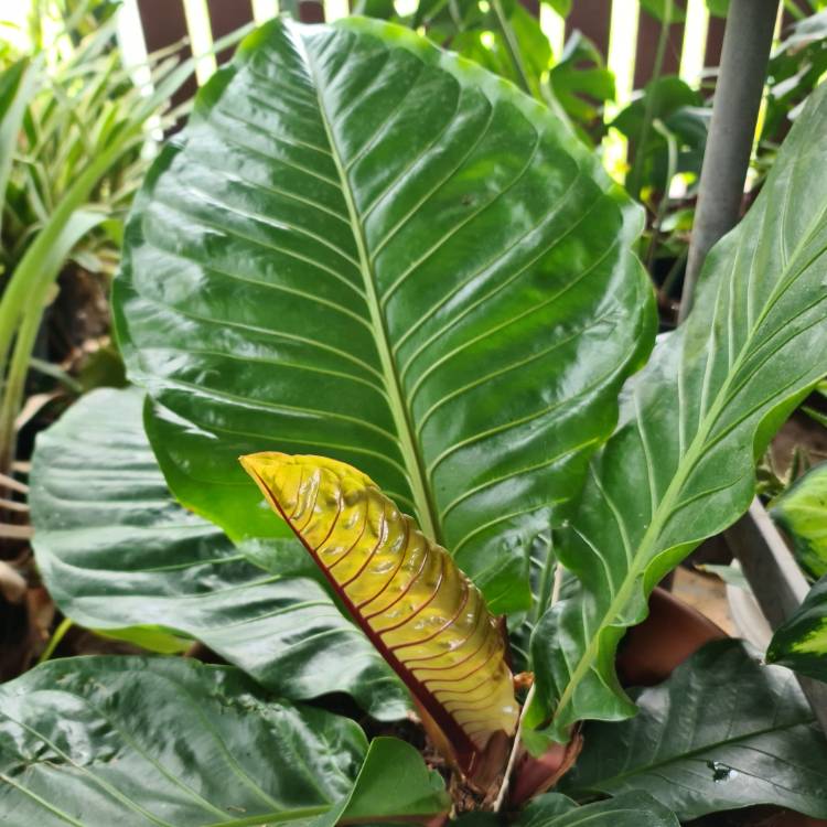 plant image 1680522