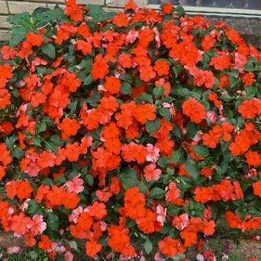 Impatiens