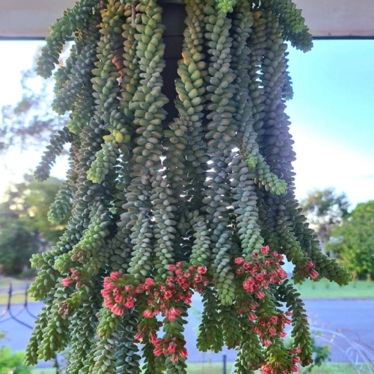 Plant image Sedum Burrito