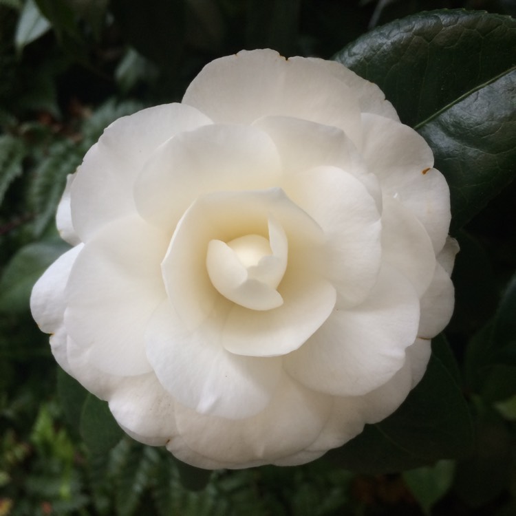 Plant image Camellia japonica 'White by the gate'
