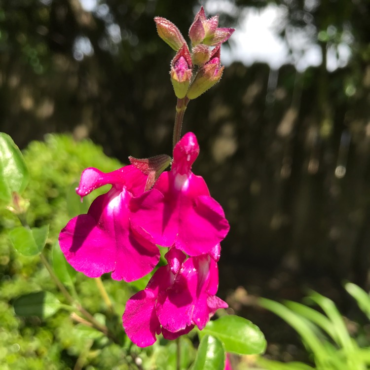 plant image 355843