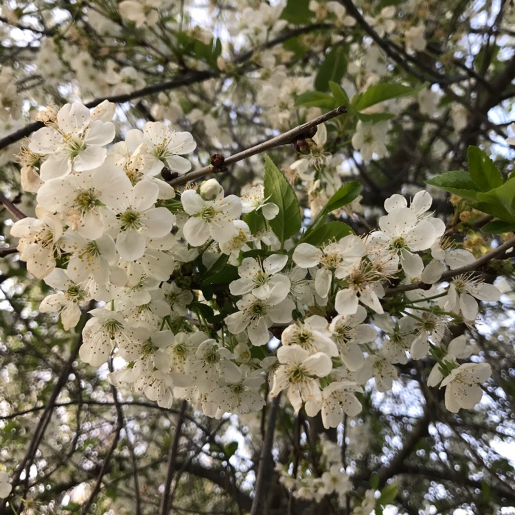 plant image 357864