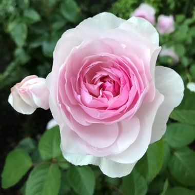 Rosa 'Austiger' syn. Rosa 'Queen of Sweden'