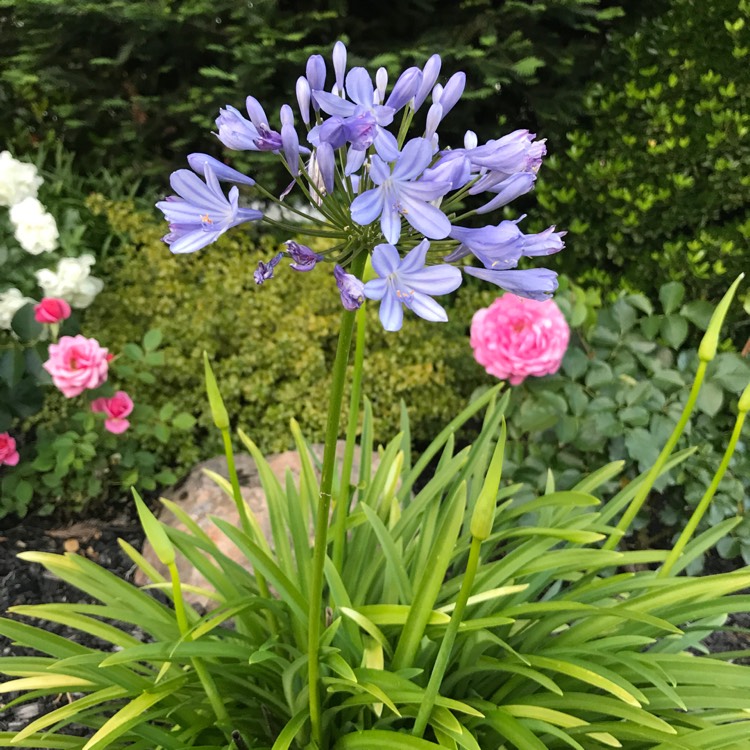 plant image 395456