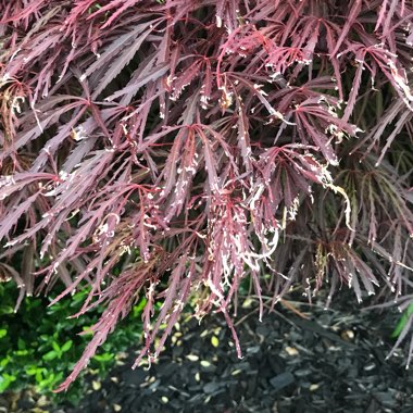 Acer palmatum