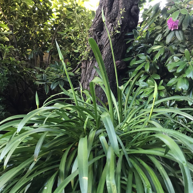 plant image 411267