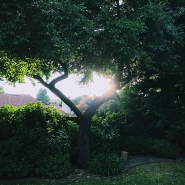 Ed's garden