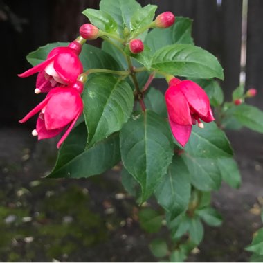 Native Fuchsia