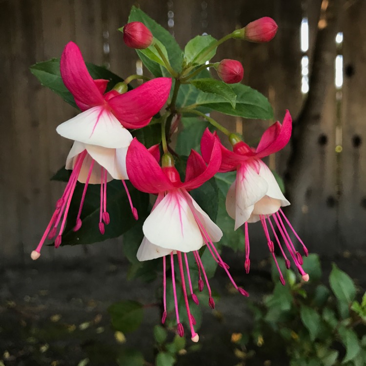 plant image 433979