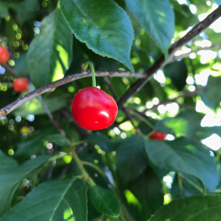 plant image 433980