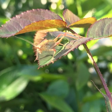 Ed's garden