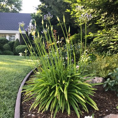 plant image 436642