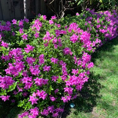 Ed's garden