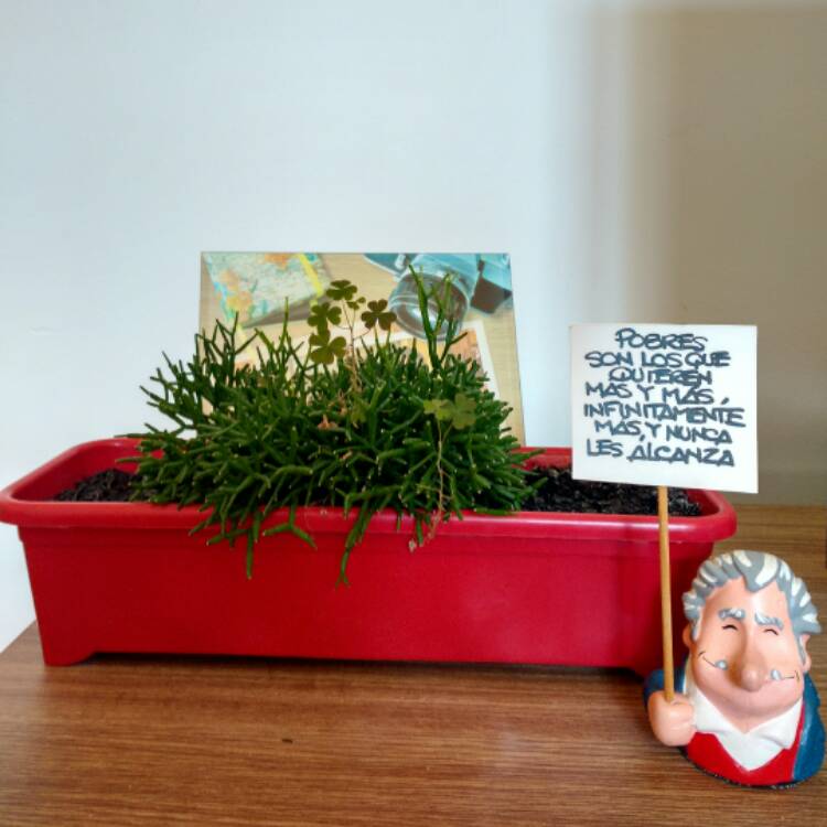 Plant image Rhipsalis burchelli