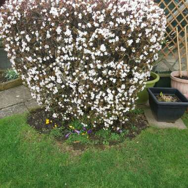 Prunus cerasifera 'Pissardii Nigra'