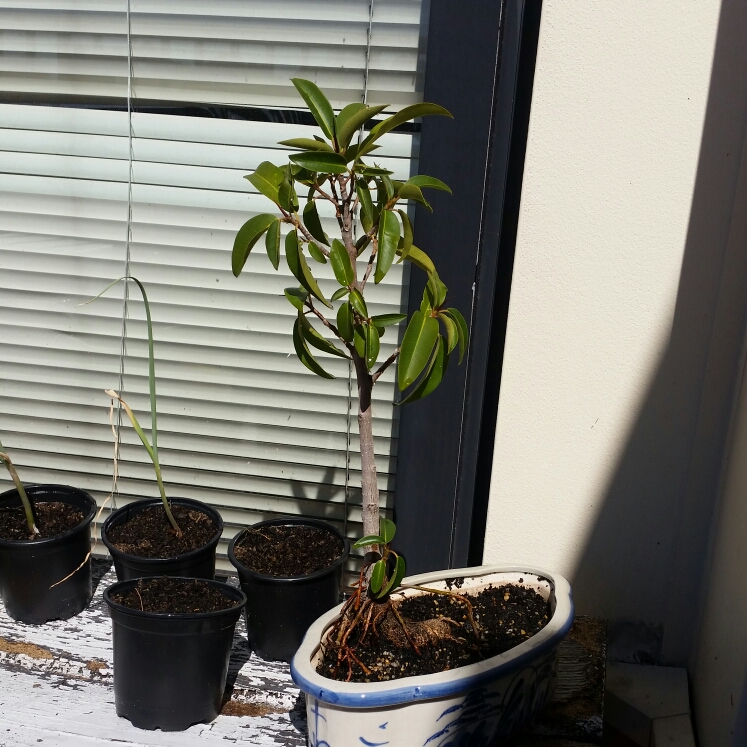 Plant image Ficus Rubiginosa Bonsai,
