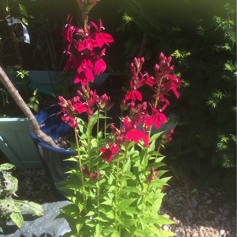 Plant image Penstemon 'King George v'