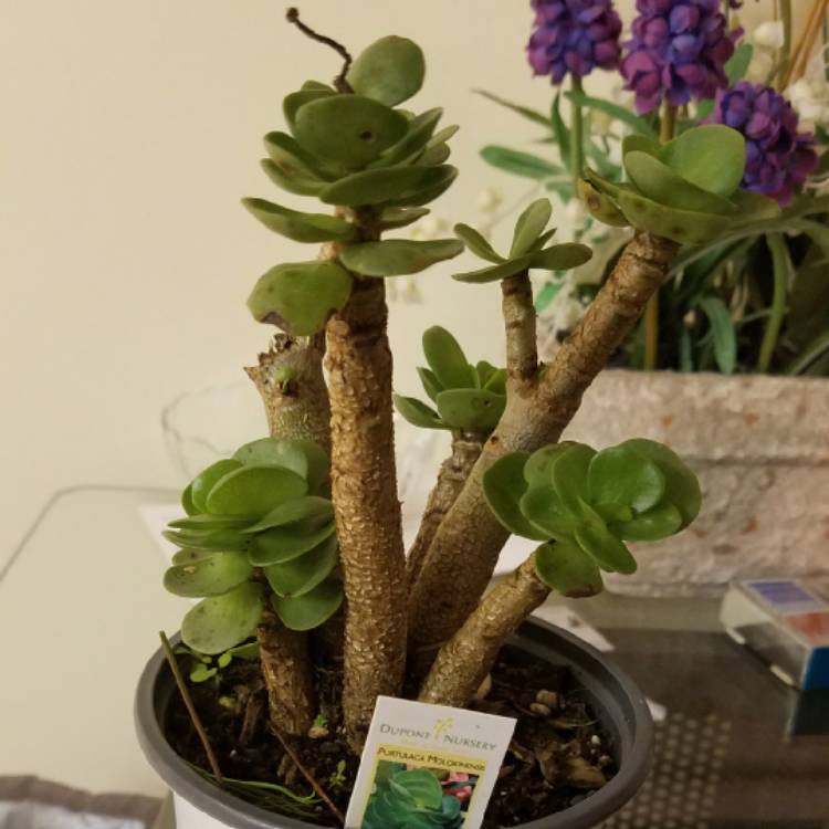 Plant image Portulaca Molokiniensis 