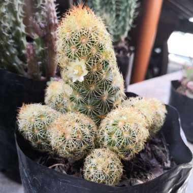 Mammillaria elongata