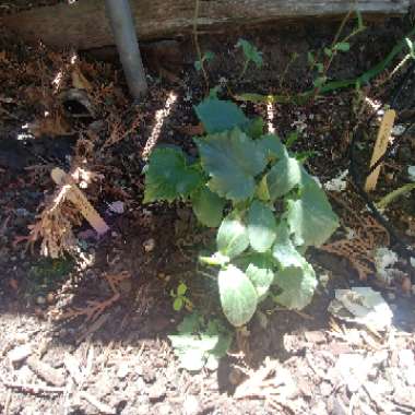 Cucumber 'Bush Crop'