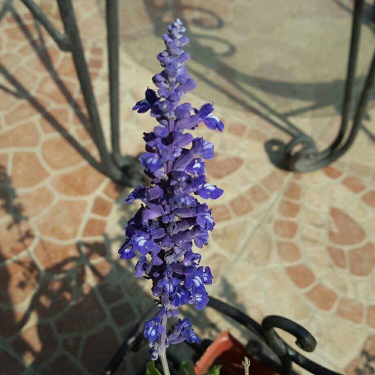 Plant image Salvia farinacea 'Strata'