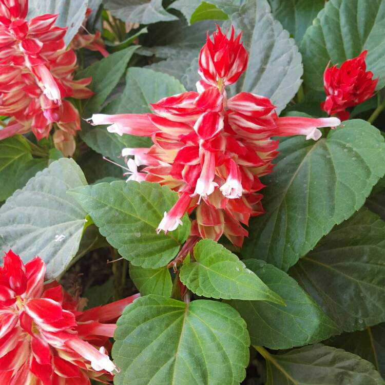 plant image 677166