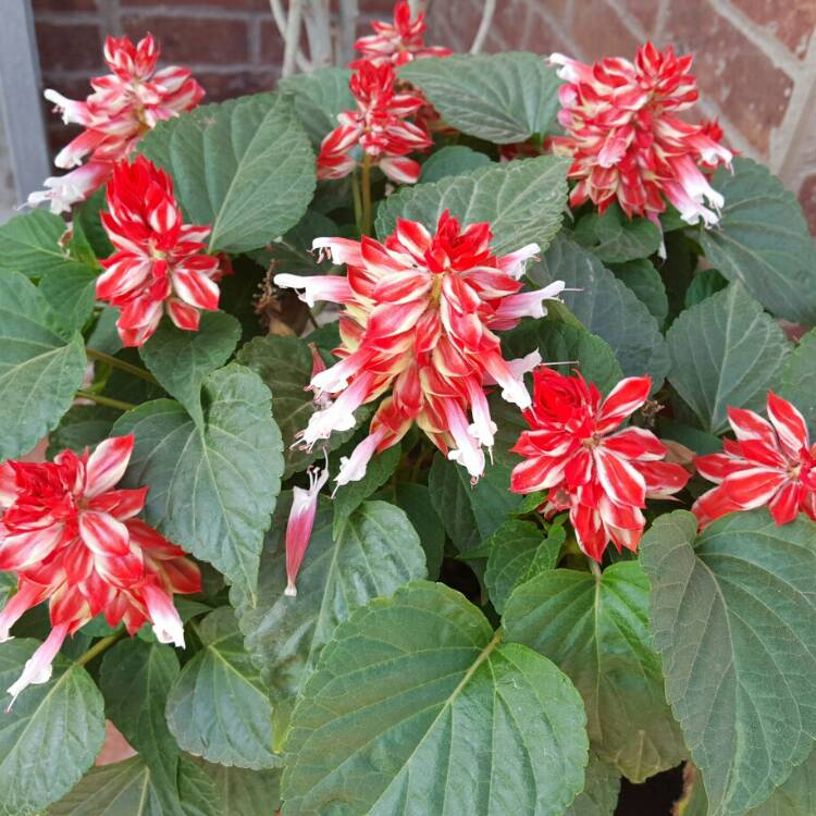 plant image 677168