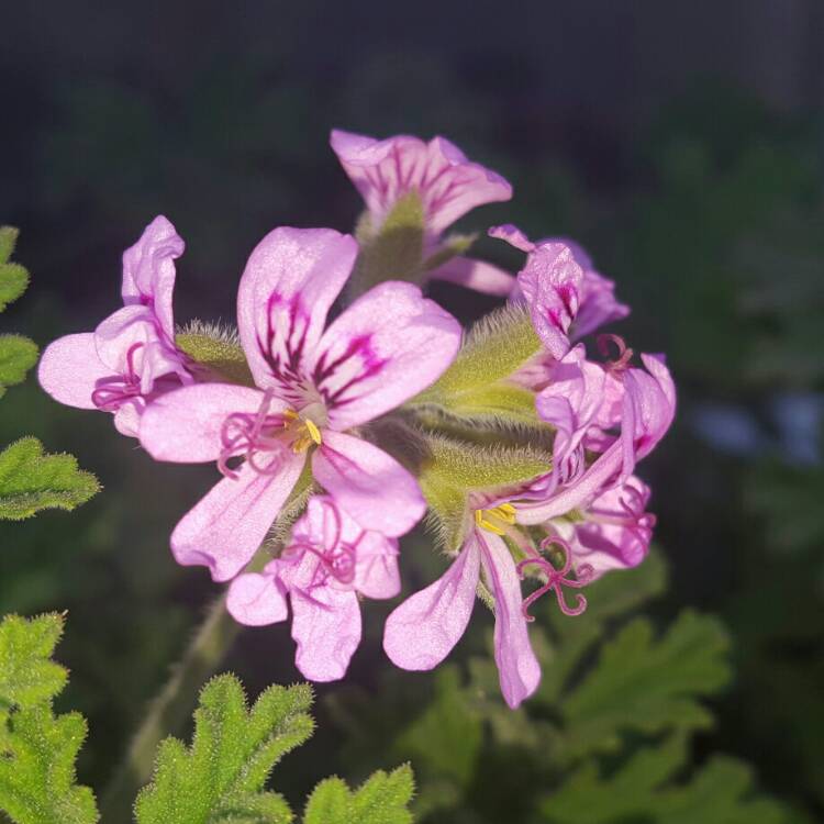 Plant image Pelargonium 'Attar of Roses'
