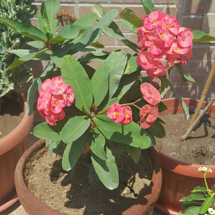 Plant image Euphorbia Milii 'Exotic Treasure'