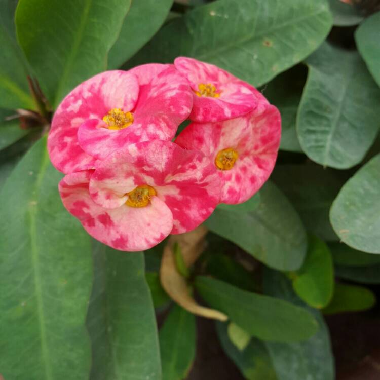 plant image 677728