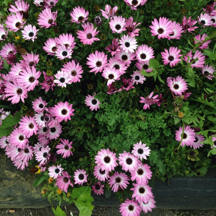 Plant image Osteospermum 'Jucundum'