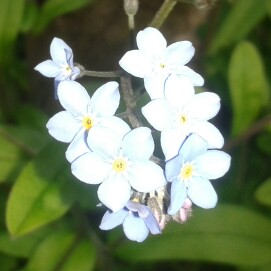 Water Forget-Me-Not