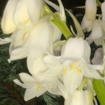 Plant image Hyacinthoides hispanica 'Alba'
