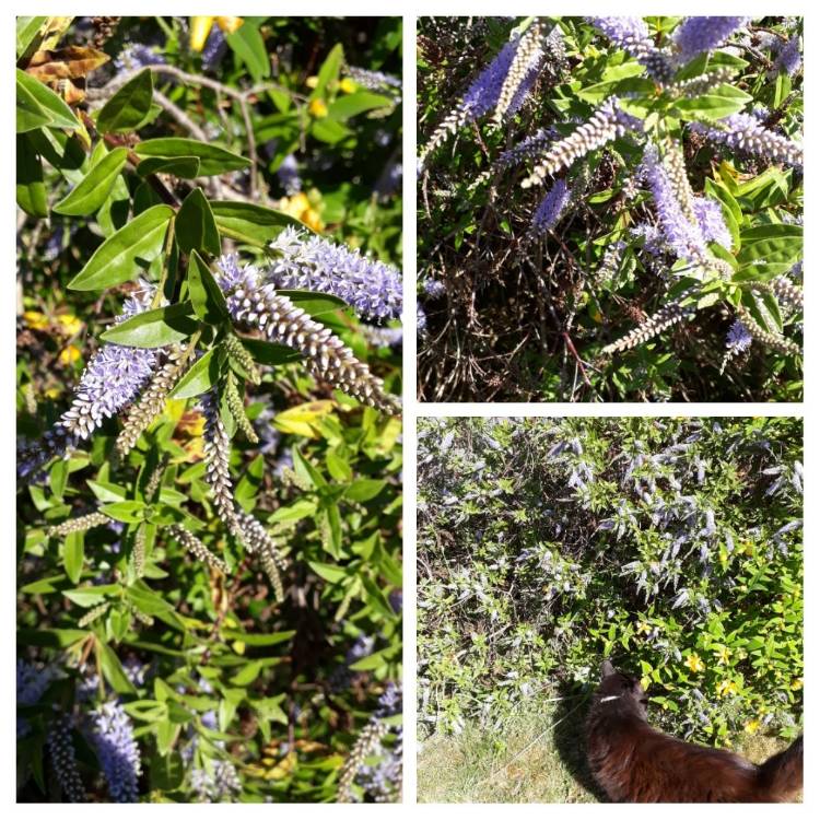 Plant image Hebe glaucophylla