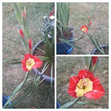 Paula's garden
