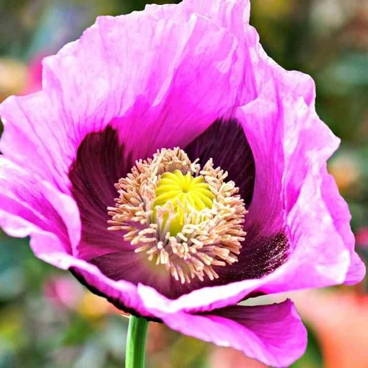 Plant image Papaver somniferum 'Pink Dawn'