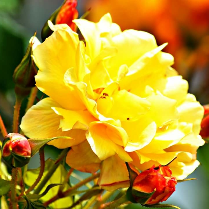 plant image 764686