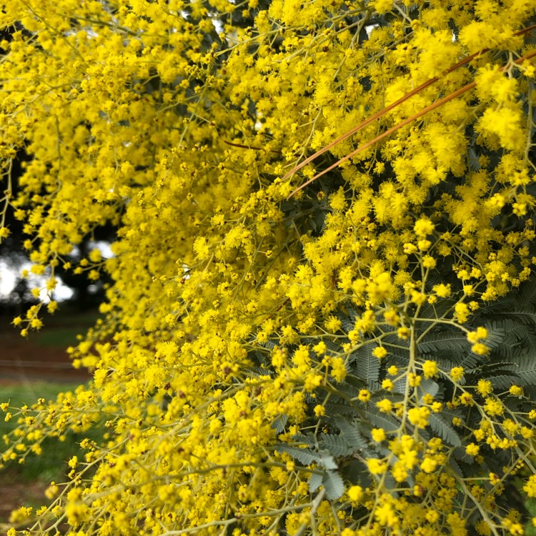 Plant image Acacia baileyana