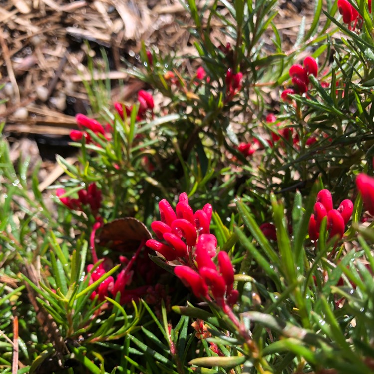 plant image 1156717