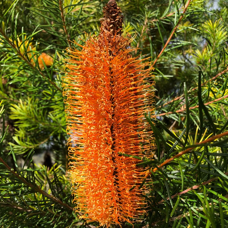 Plant image Banksia Ericifolia