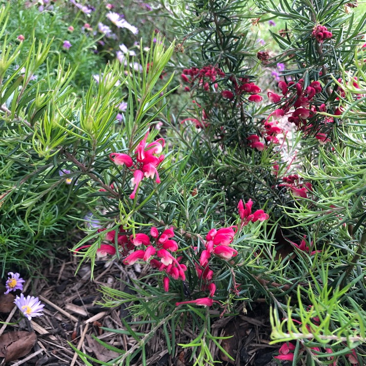 Plant image Grevillea lanigera x lavandulacea ‘Cherry Ripe'