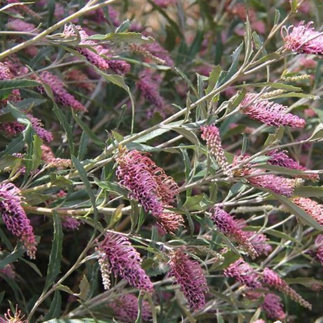 plant image 774793