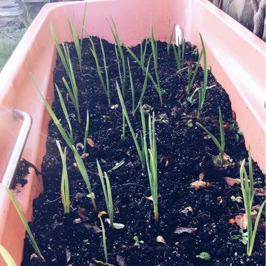 Allium sativum