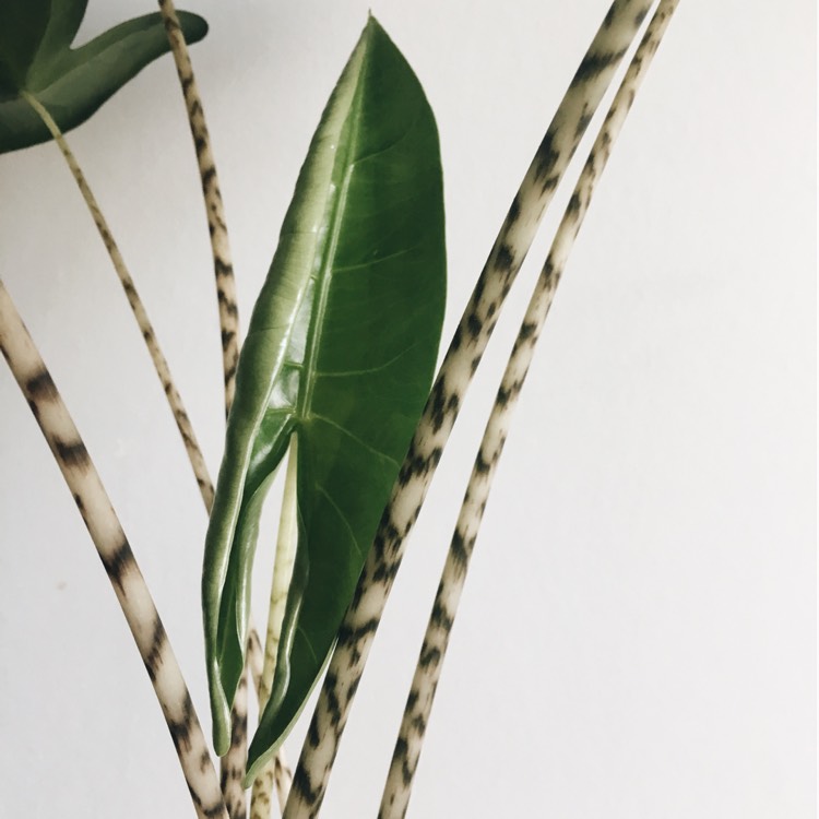 plant image 305306