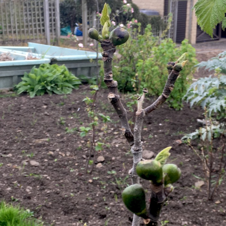 plant image 366935