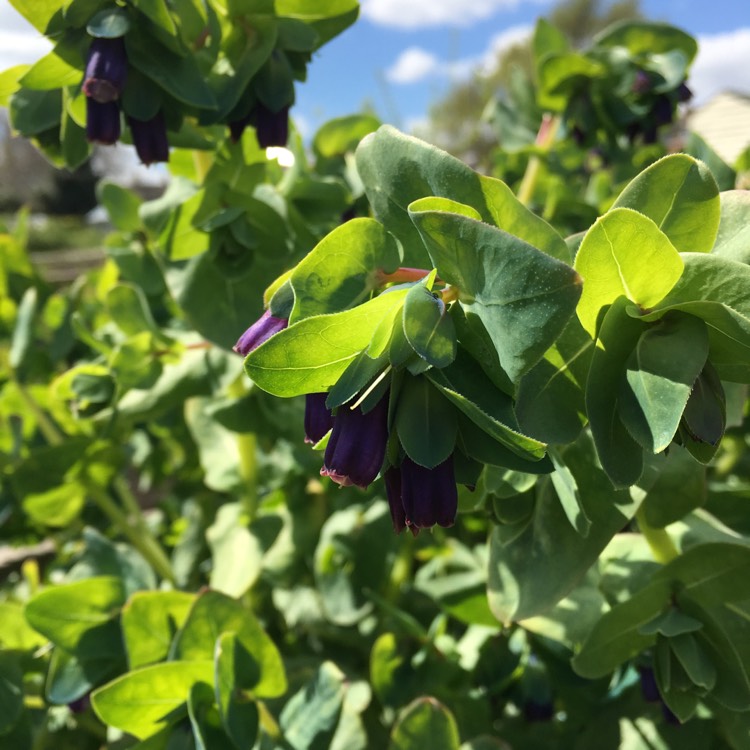 plant image 374324