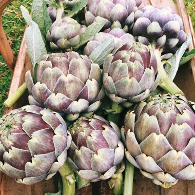 Globe Artichoke