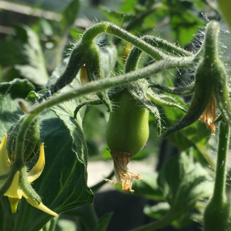 plant image 450307
