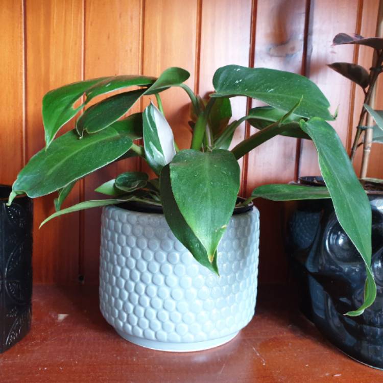 Plant image Philodendron 'White Princess'